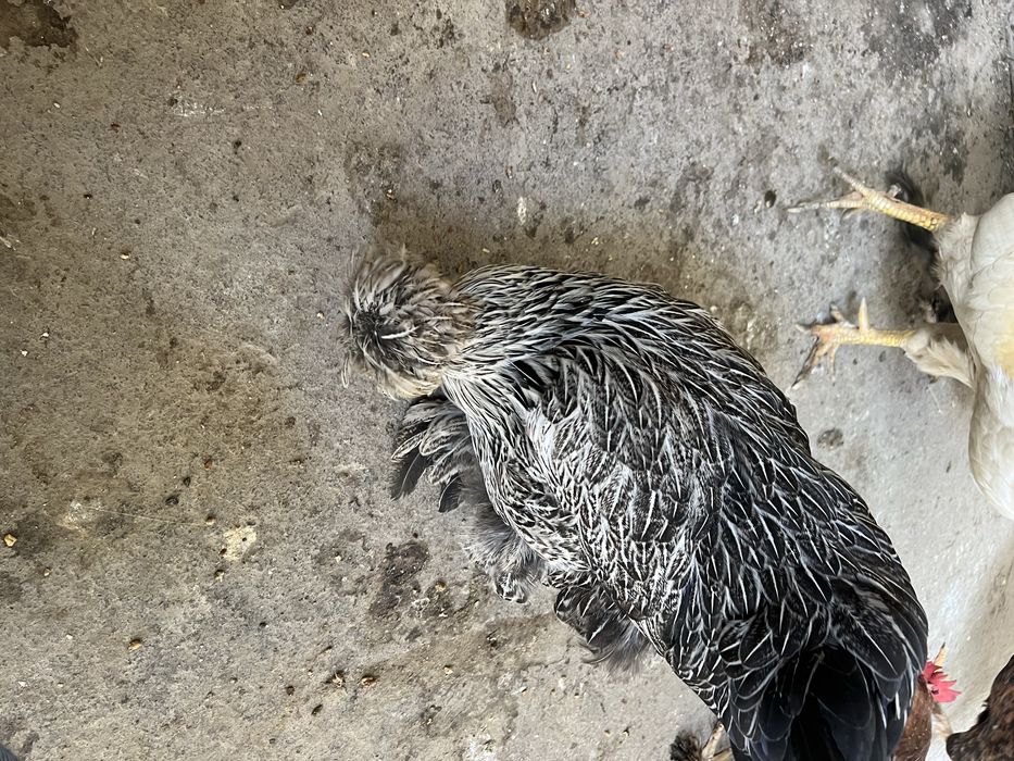 Brama tovuqlar sotiladi endi tuxumga kiryapti