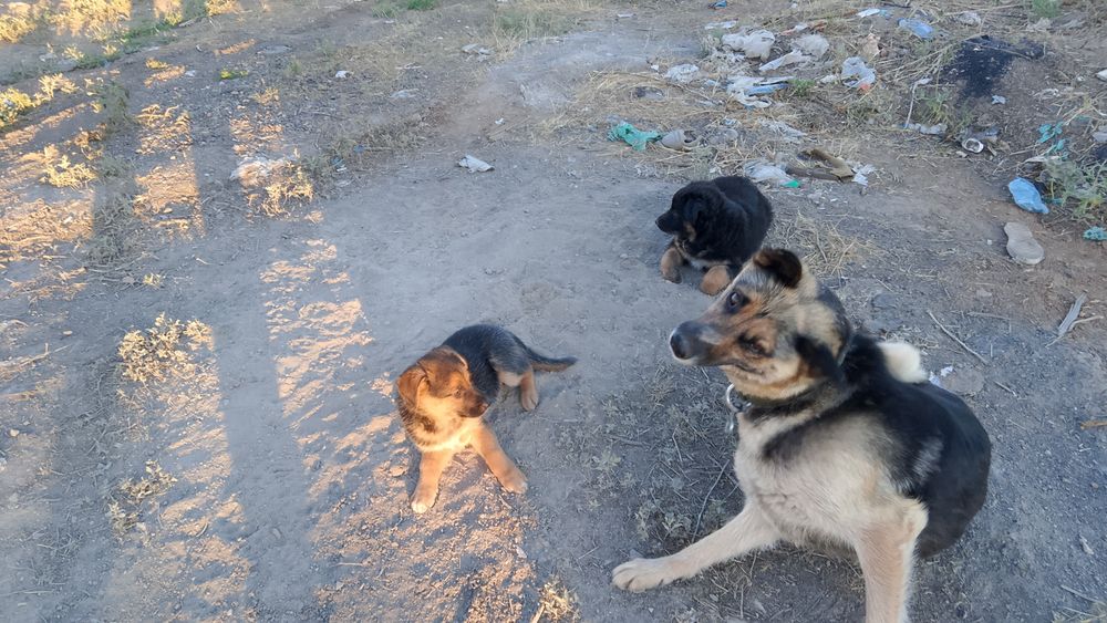 Щенки в добрые руки