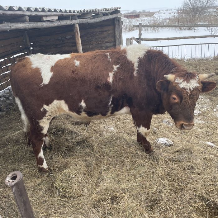 Продам быка на племя