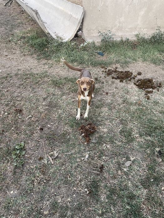 Отдам в хорошие руки милых собак