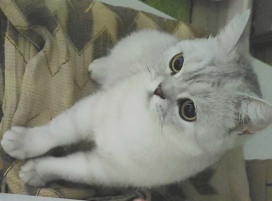 Кошка ищет добрые ручки