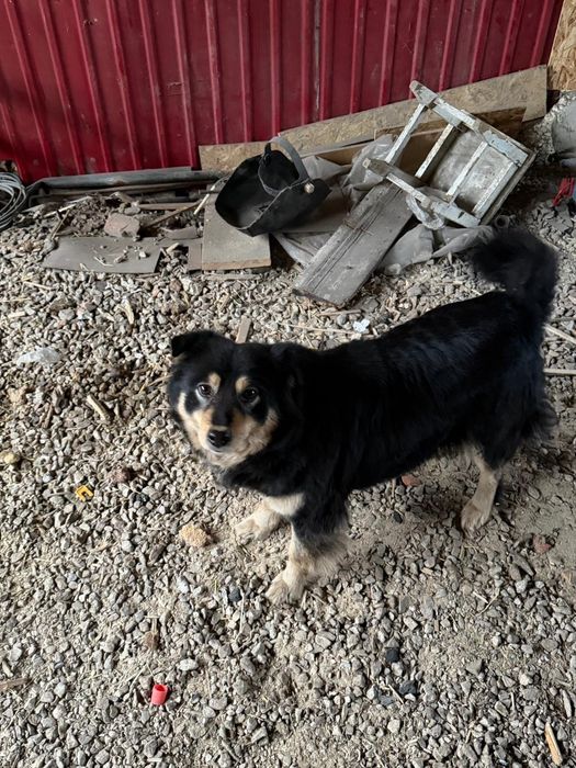 Отдам стерилизованную собачку!