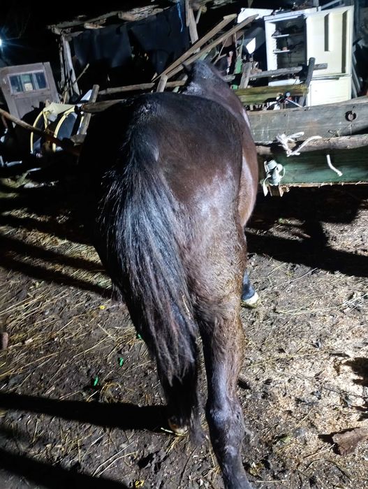 Vând cal  în vârstă de 14 ani cuminte merge singur la prășit