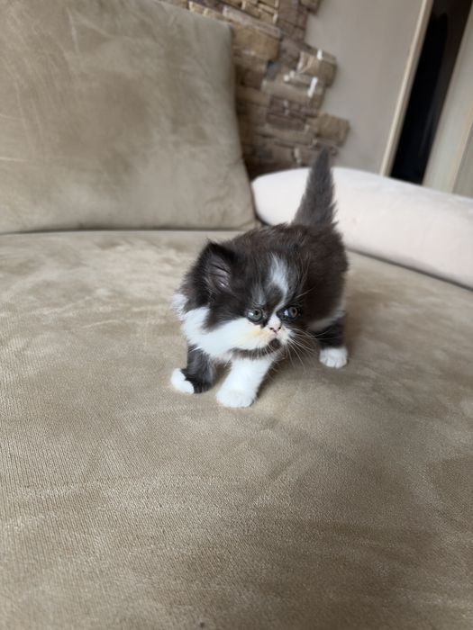 Персийски котета