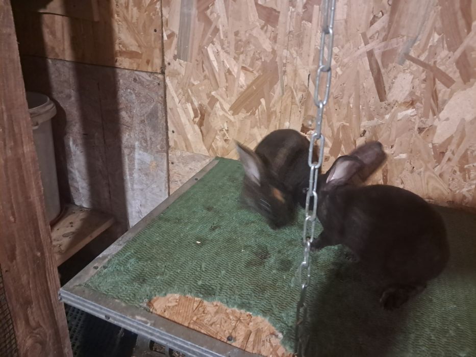 Vind iepuri rex si berbec german tatuați si cu certificat