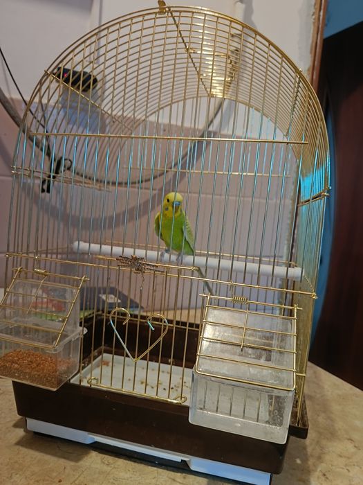 Продам волнистого попугая