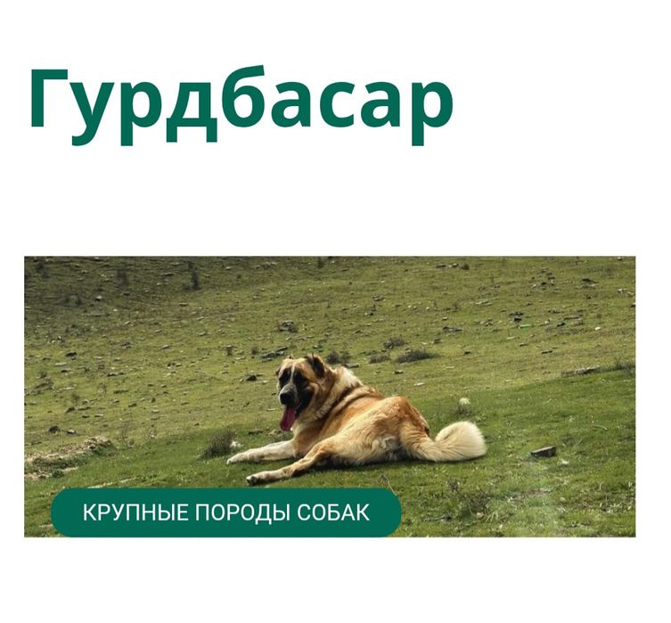 Отдам пса в хорошие руки