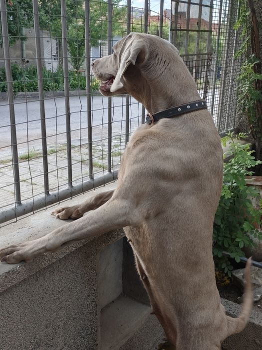 Ваймаранери с родословие