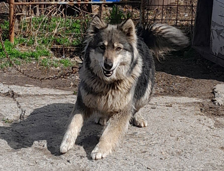 Немецкая овчарка