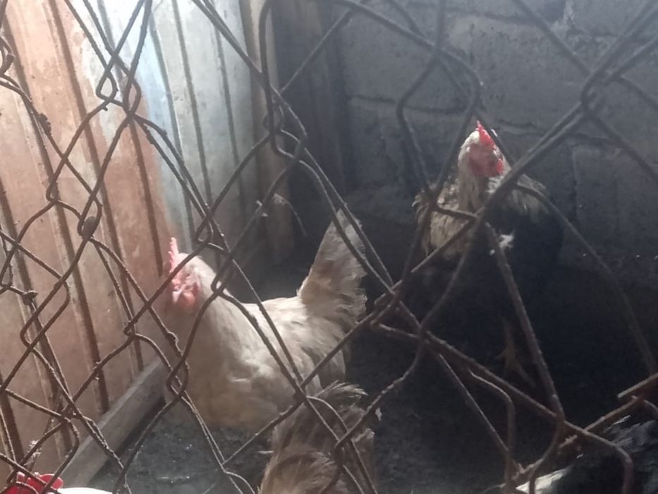 Петухи Әтеш (қораз)