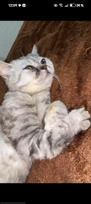 “СРОЧНО! Красивый котик экзот, большие глаза