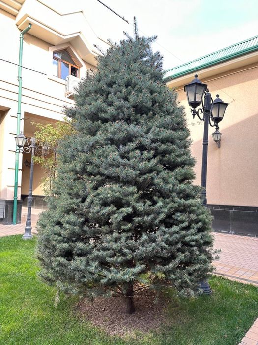 Голубой ель