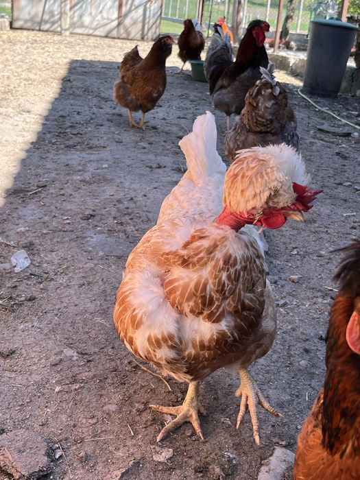 Vand fam. gaini motate