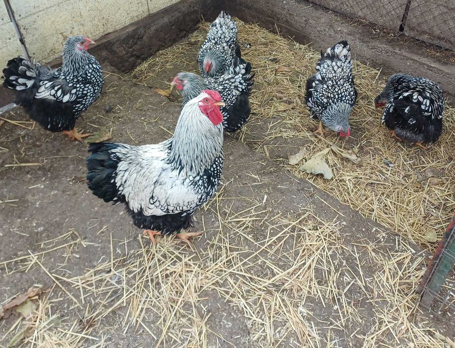 Vand oua pentru incubat wyandotte