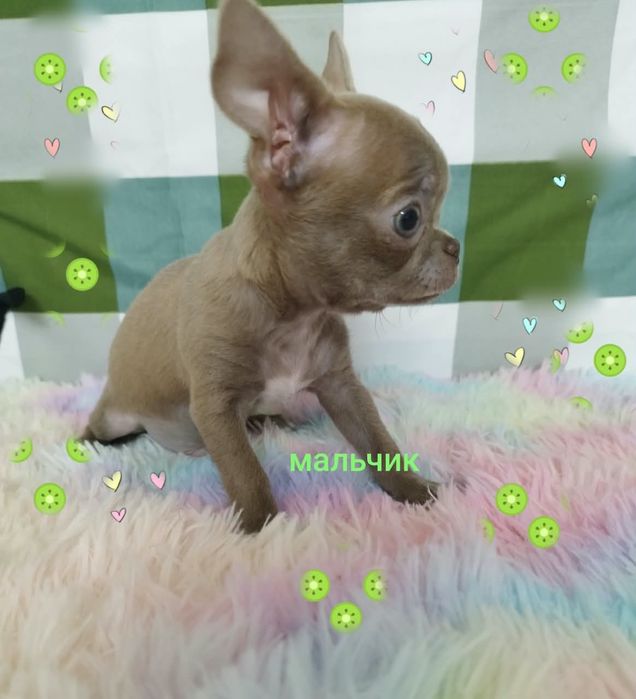 Чихуахуа миники щенки