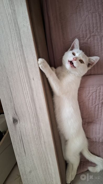 Oppoq mushukcha.