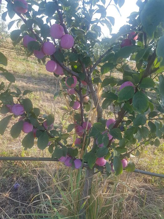 Vand livada de pomi fructiferi