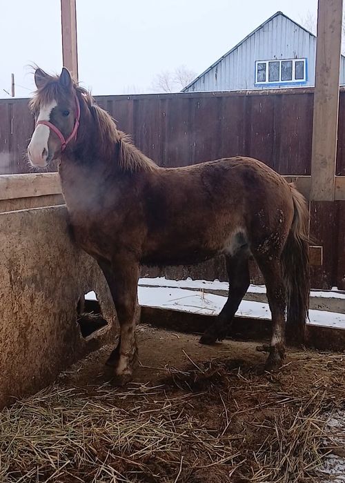 Продам жеребца 2,5года