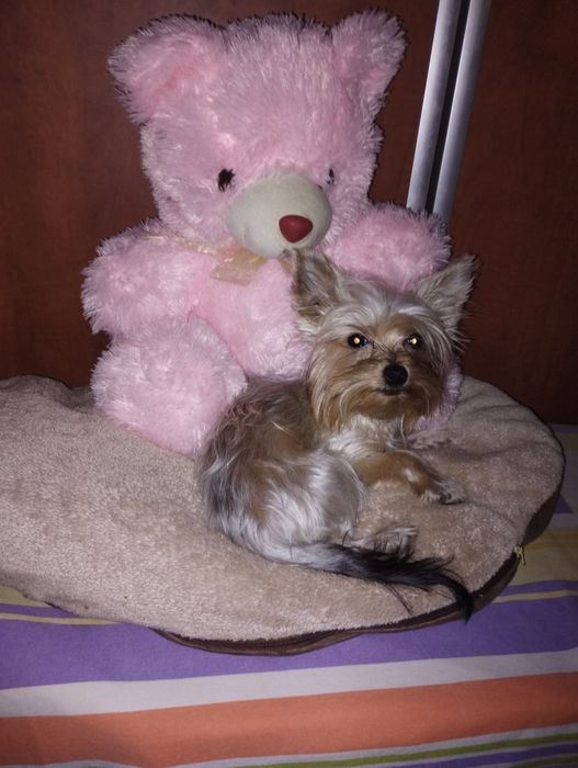 Yorkshire terrier fetița