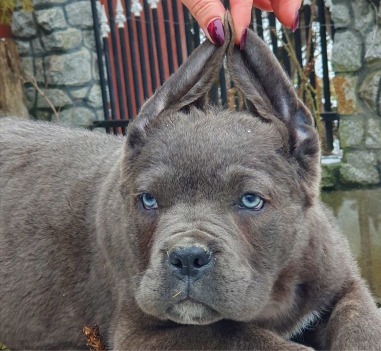 Cane Corso disponibil
