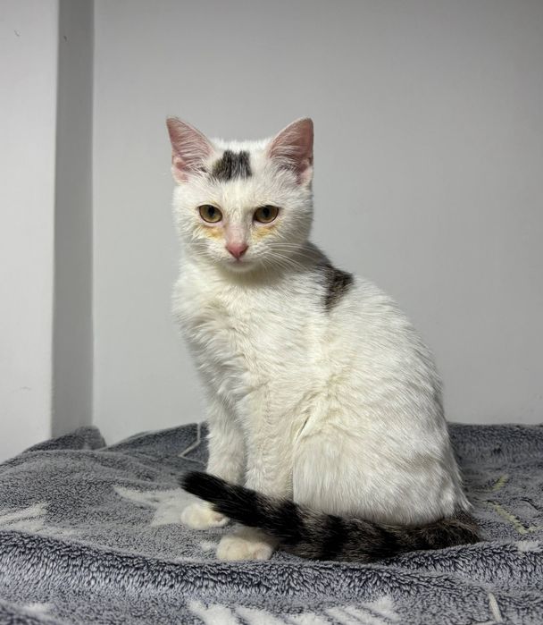 2 котенка, 4-5 месяцев