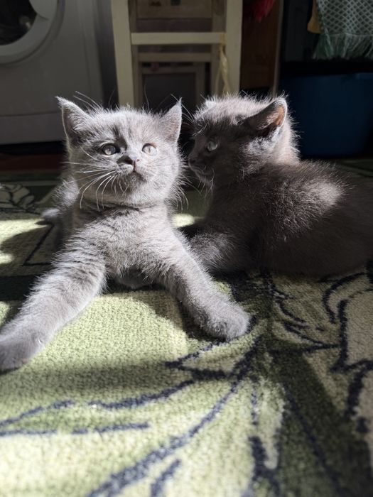 Продам шотландских  котят