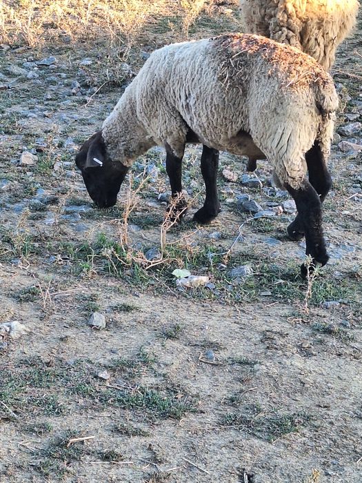 De vanzare berbec de suffolk