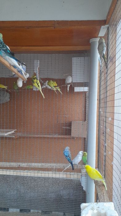 Papugaylar optim sotiladi