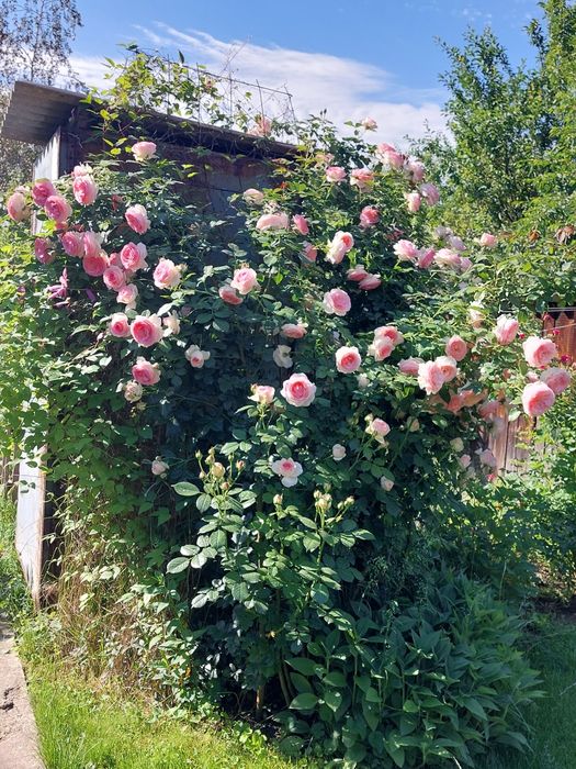 Продам саженцы роз