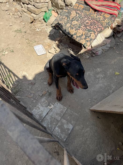 Kuchuk sotiladi.doberman
