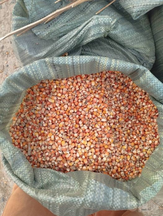 Jaydari makka bor 
Jaydari makkayini silos varinati
Asosan urug’likga