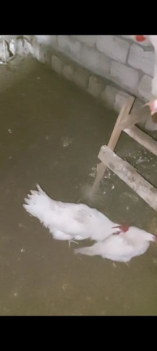 Тауық  куры сатылады