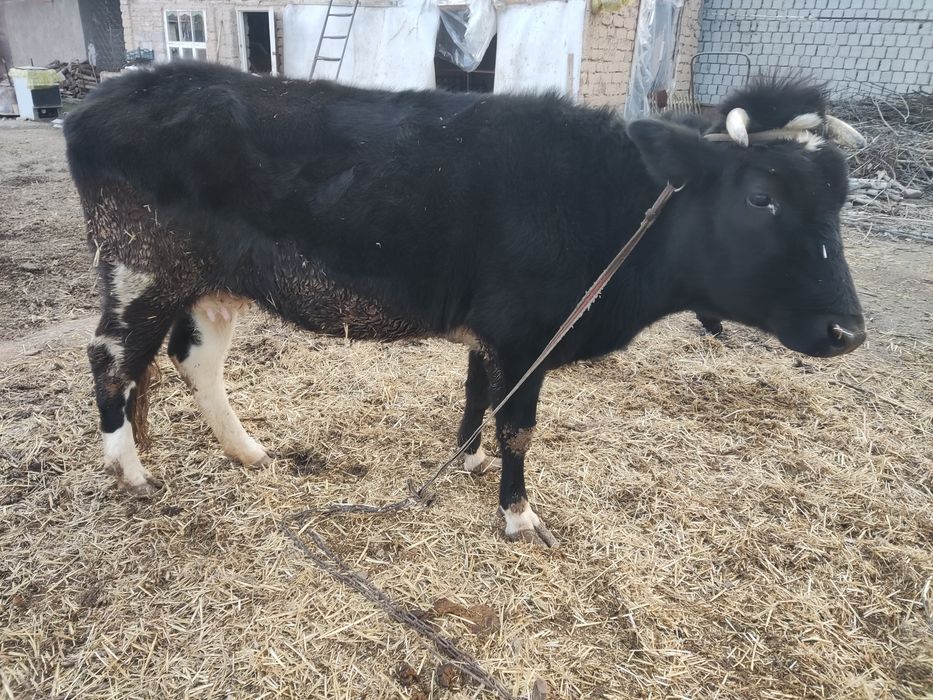 Ona bola sigir sotiladi