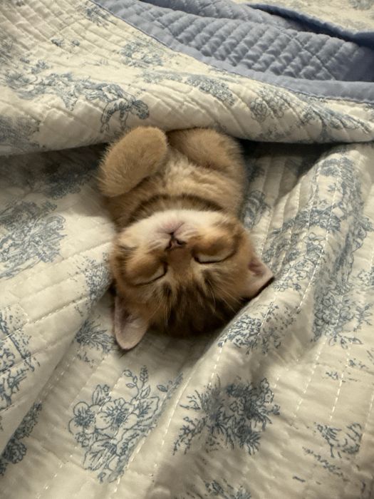Британский котенок шиншилла
