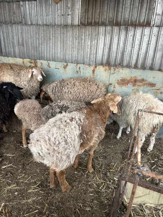 Кой сатылады