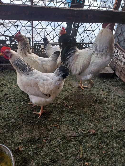 Куры серебристый Адлер