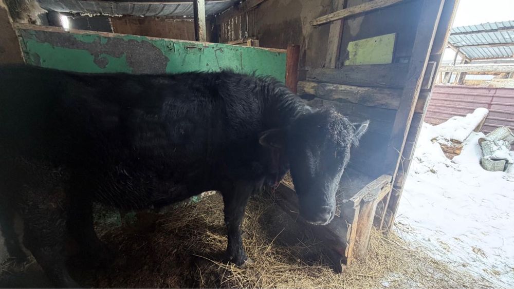 Продам быка на откорме