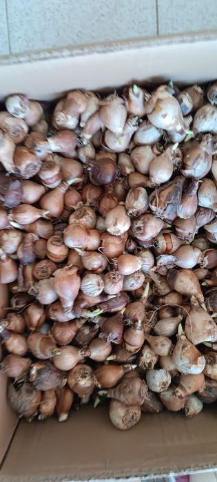 Кокичета едри ,кичести