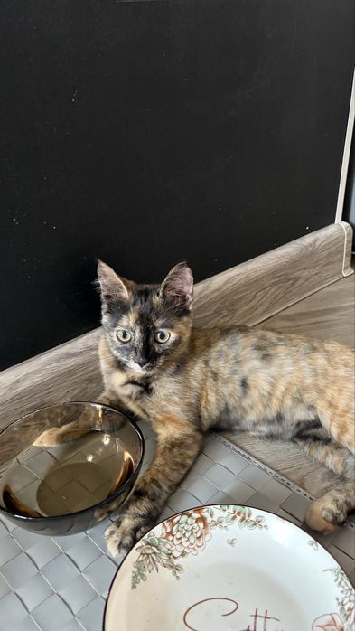 Котенок бесплатно