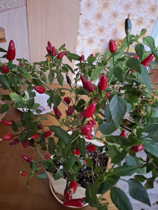 Комнатные  цветы