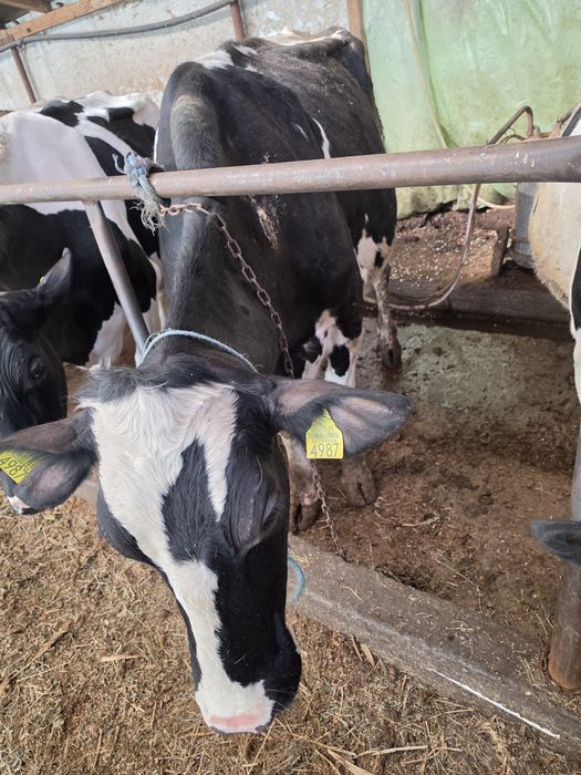 Vând o vaca și doua junci