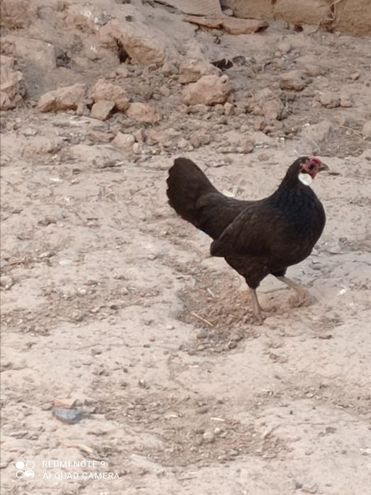 Товук тухумлари  сотилади ветнам.