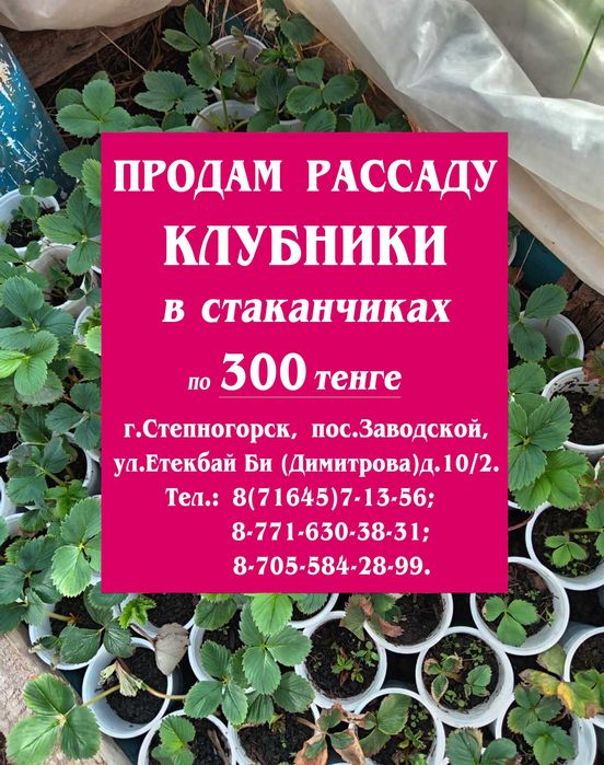 ПРОДАМ РАССАДУ Клубники в стаканчиках