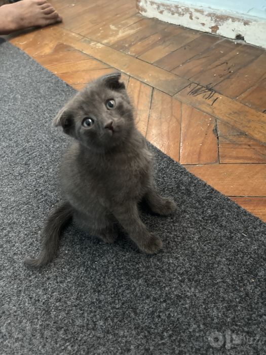 Продам милого котёнка, здоровый и игривый
