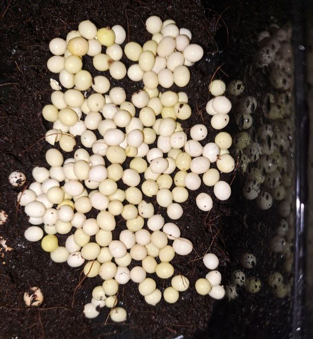 улытка майеги сатылади