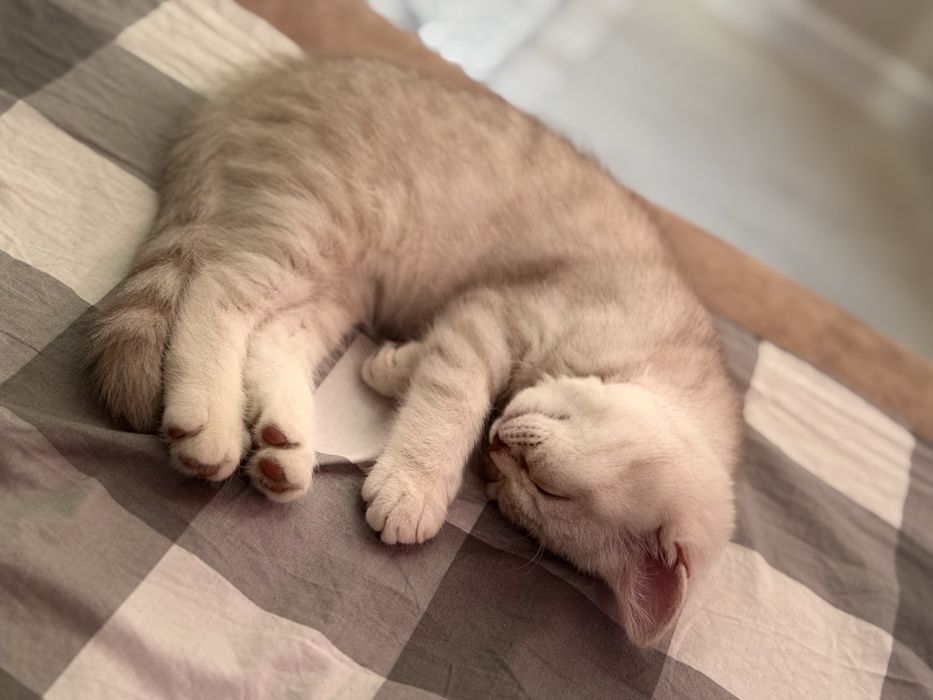 Котята Шотландцы
