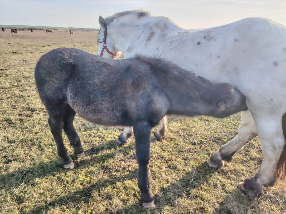 Manz de 5 luni rasa noriker din parinti cu pedigree