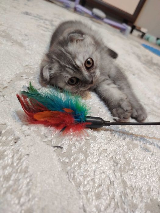 Шотландская вислоухая кошечка