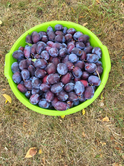 Prune Stanley/Prune dulceață/Prune consum