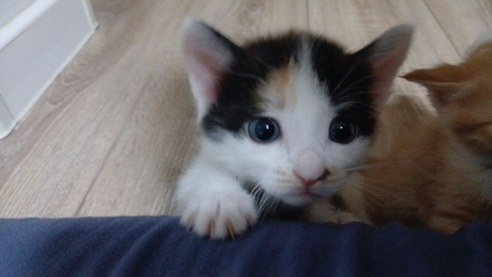 Марғау бар. Қыз мысық.